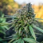 Cannabis seeds Pamir Gold® from Dutch Passion